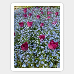 Tulips in an ocean of blue Sticker